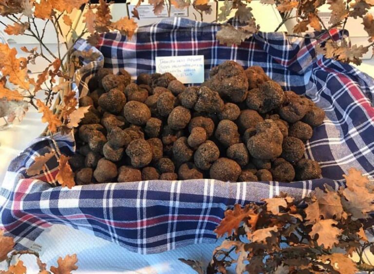 Nero Norcia mostra mercato tartufo nero
