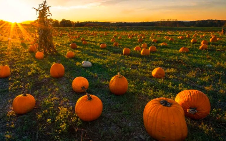 Pumpkin Umbria 2023