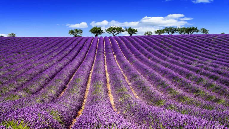 La Festa della Lavanda ad Assisi